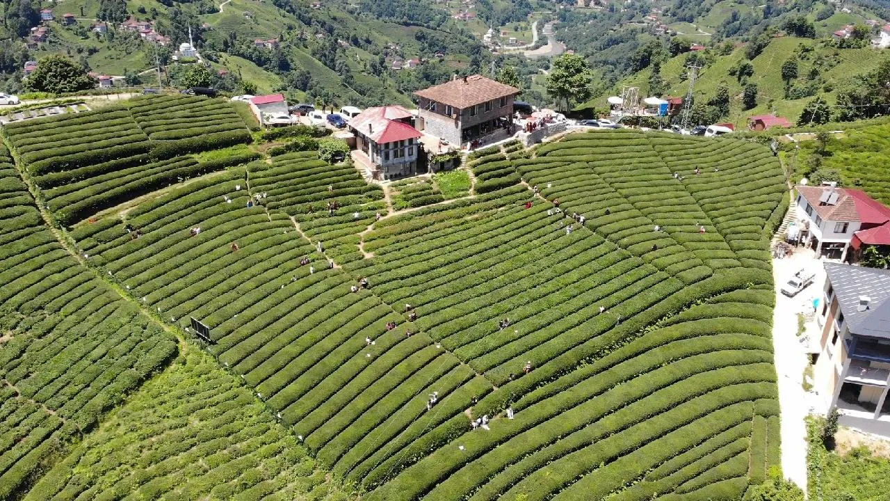 Rize Çay Bahçeleri