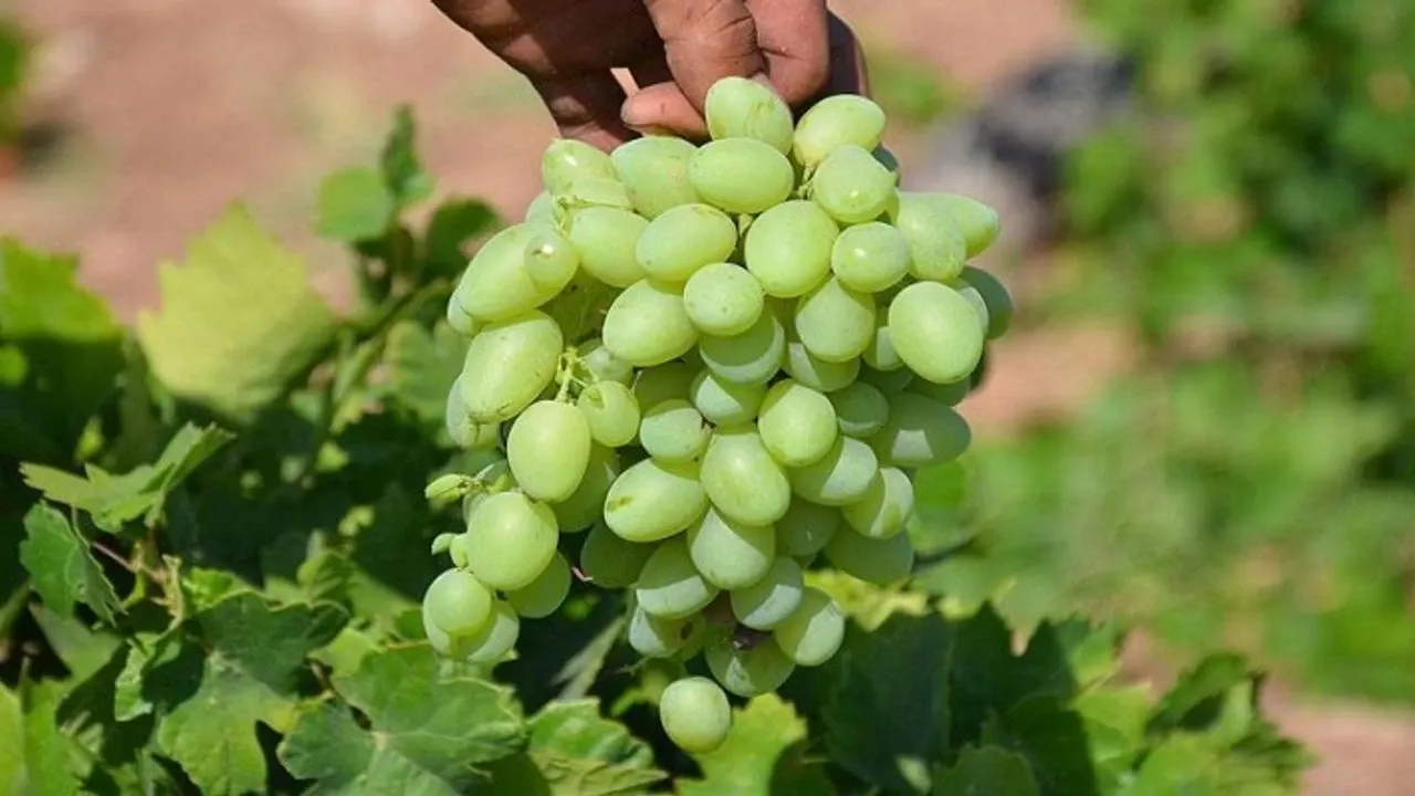 Besni Üzüm Bağları