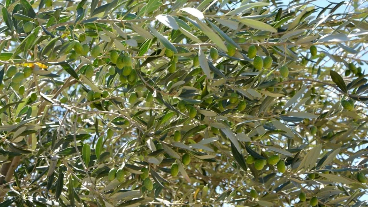 Zeytinyağı Müzesi