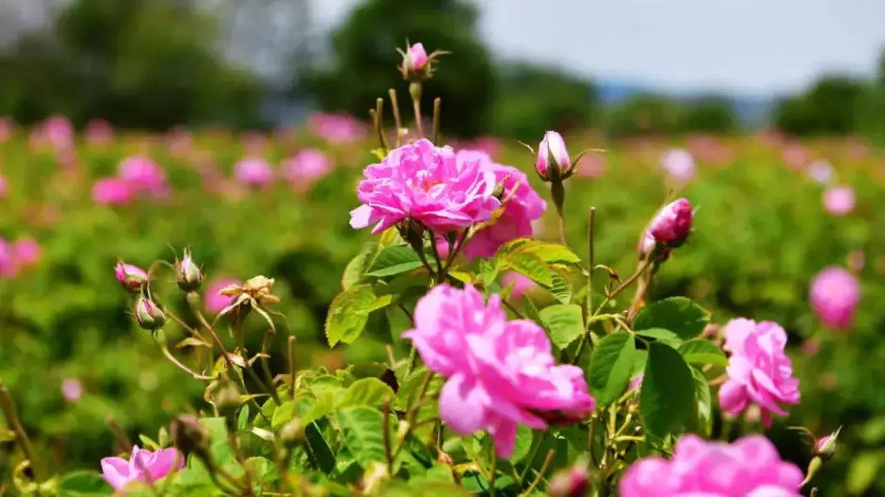 Isparta Gül Bahçeleri