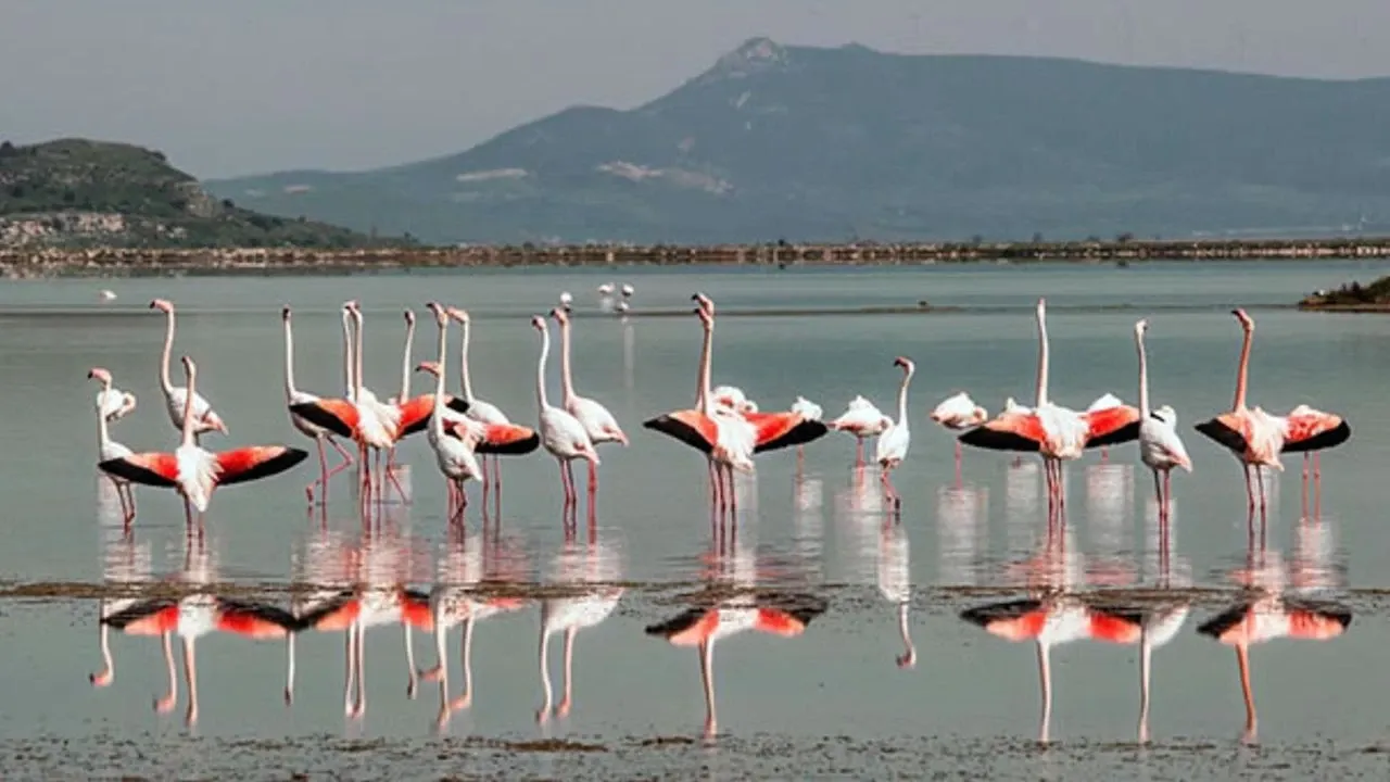 6. Tuzla Kuş Cenneti: Kanatların Gölgesinde