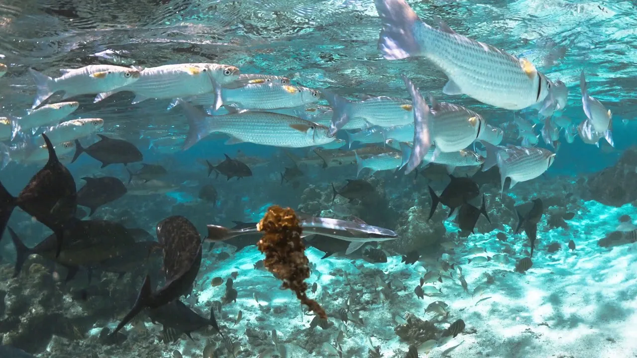 6. Bora Bora Lagoonarium: Eğlenceli ve Öğretici