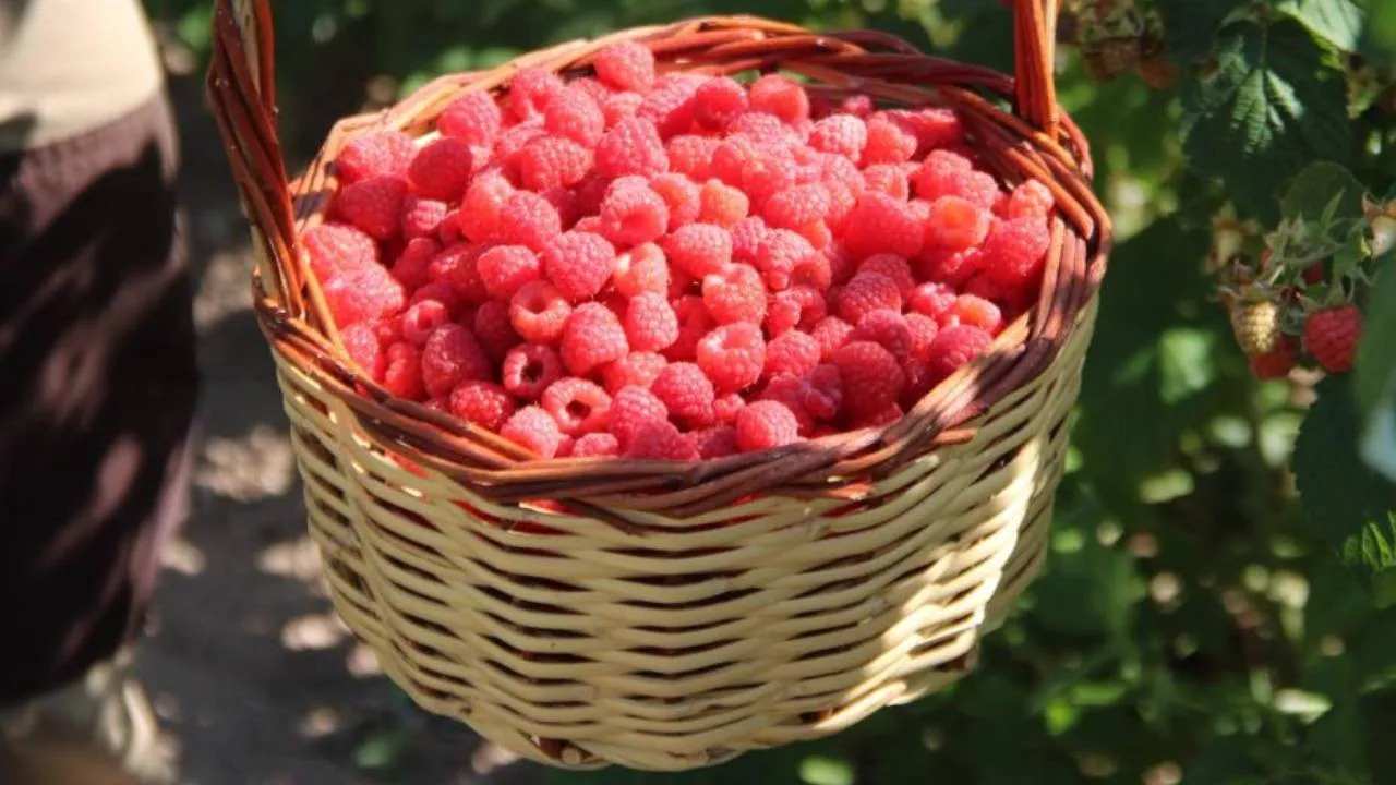 6. Ahududu Bahçeleri