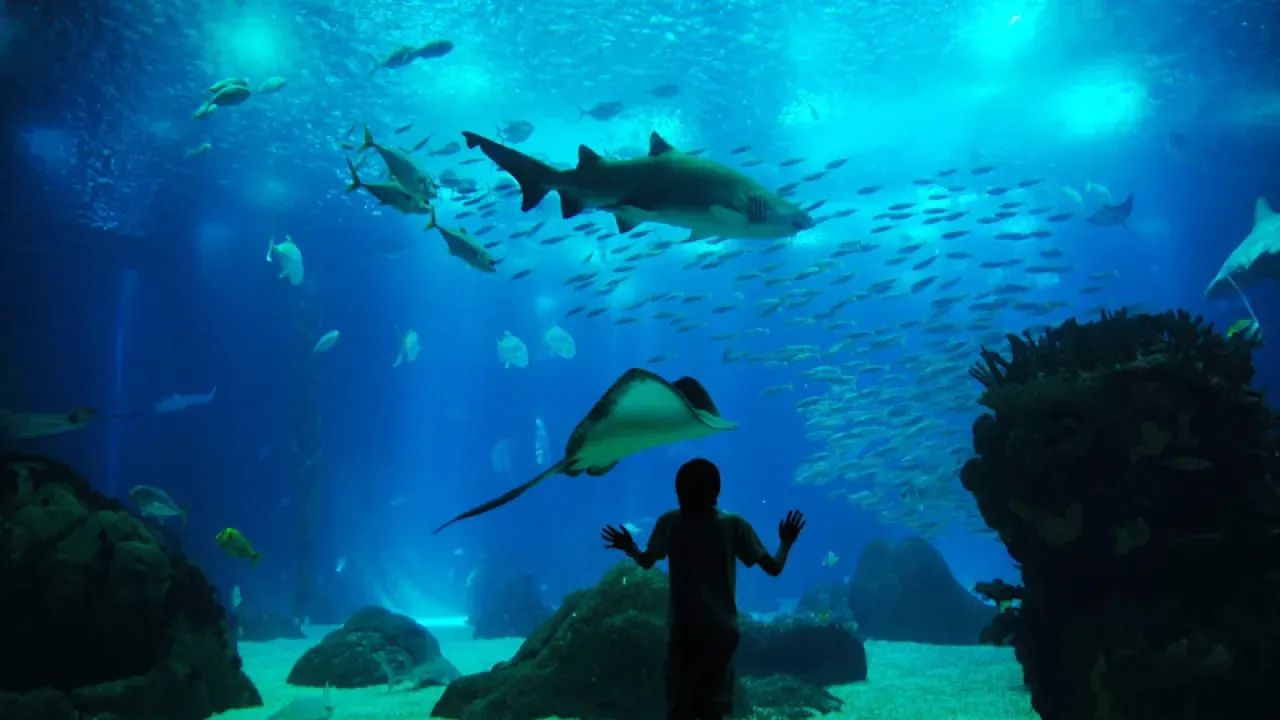 9. Oceanário de Lisboa: Denizle Tanışın