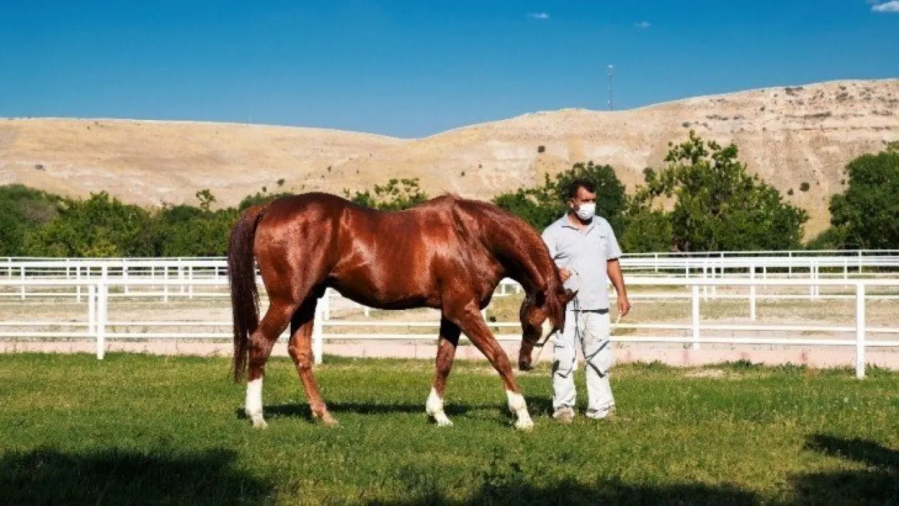 5. Sultansuyu Harası