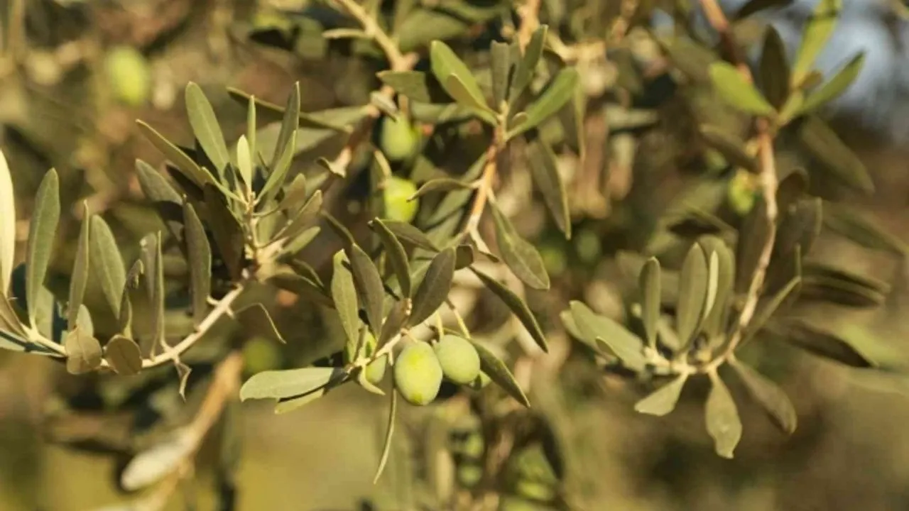 5. Zeytinlikler: Bir Fincan Zeytinyağının Ardında