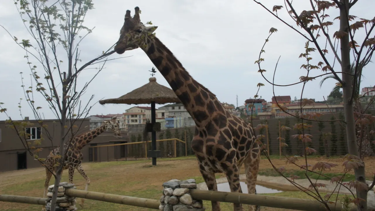 Darıca Hayvanat Bahçesi