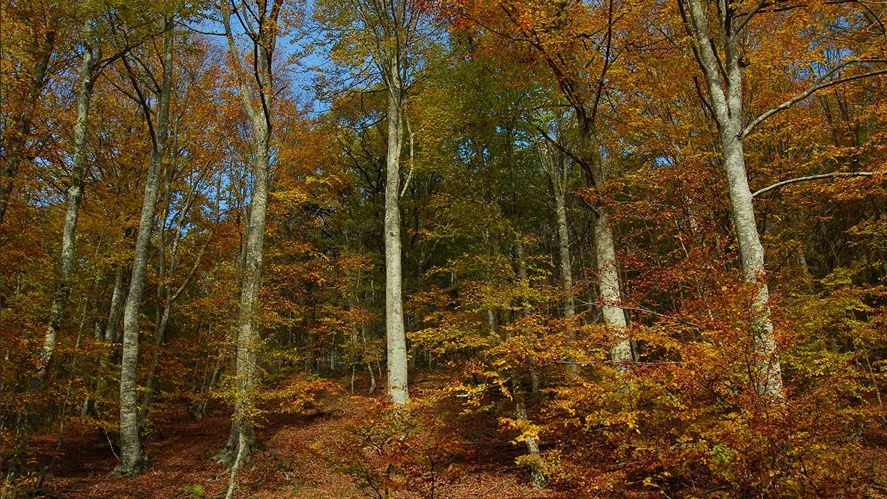 Kıyıköy Ormanları
