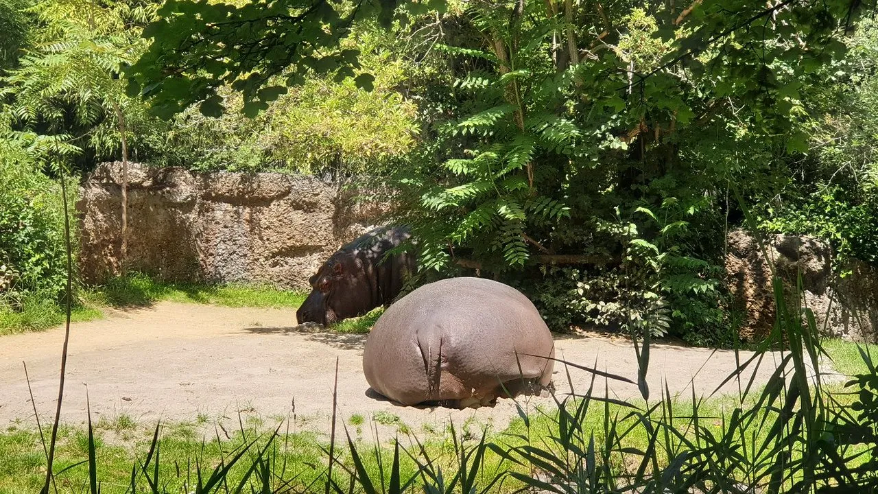 Basel Hayvanat Bahçesi