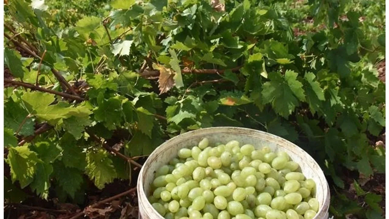 Güneydoğu Şarapçılık