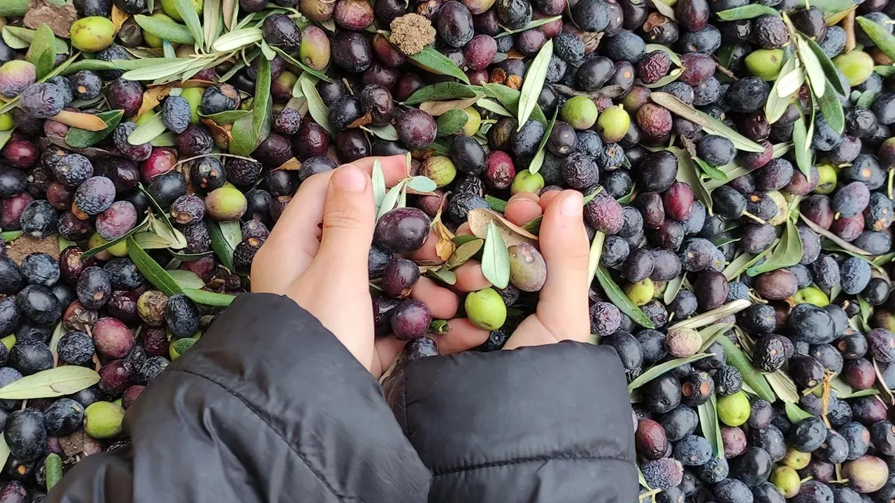 Trilye Zeytinlikleri