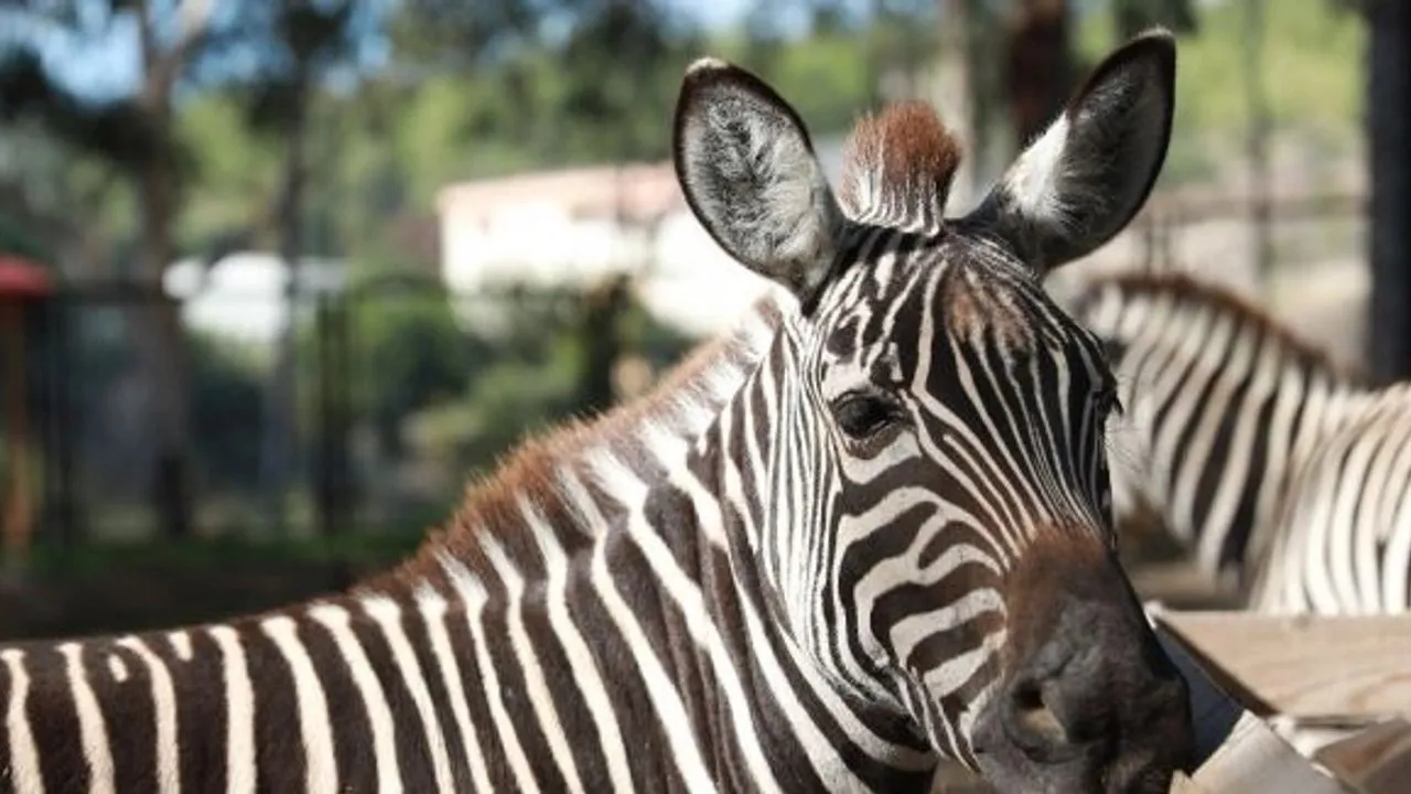 Tarsus Hayvanat Bahçesi