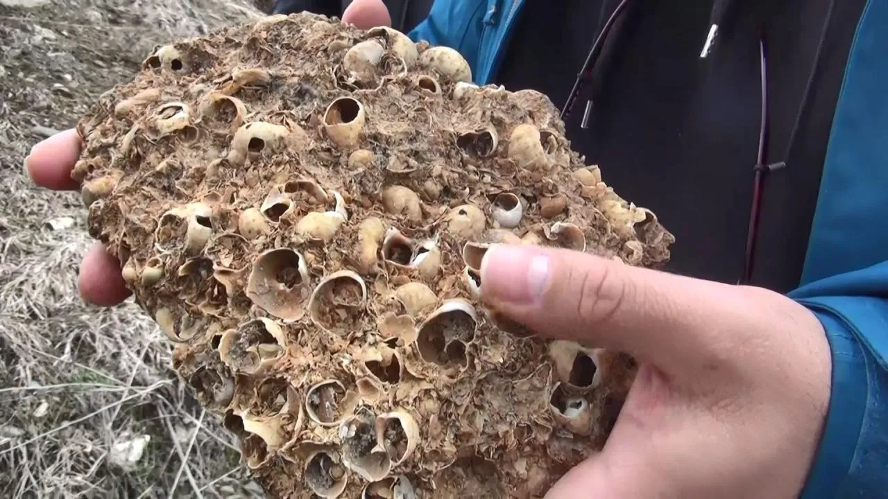 Çayırhan Fosil Yatakları