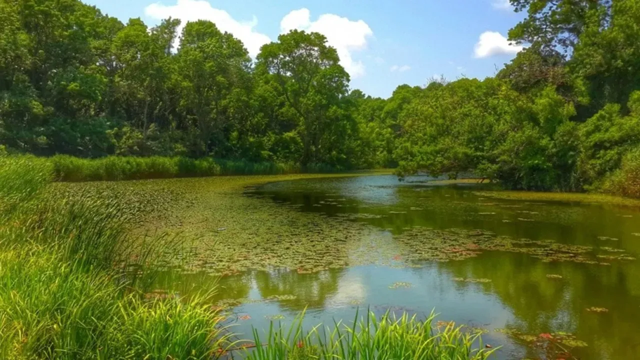 İğneada Longoz Ormanları,Kırklareli