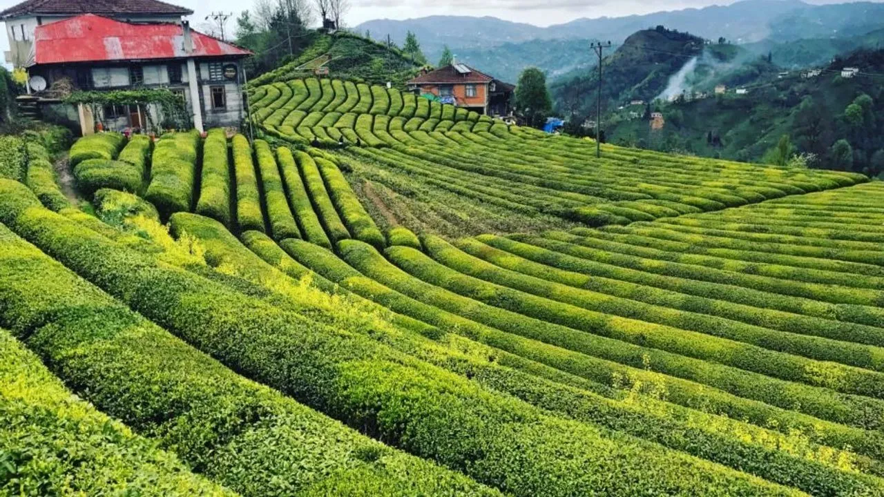 rize çay bahçesi