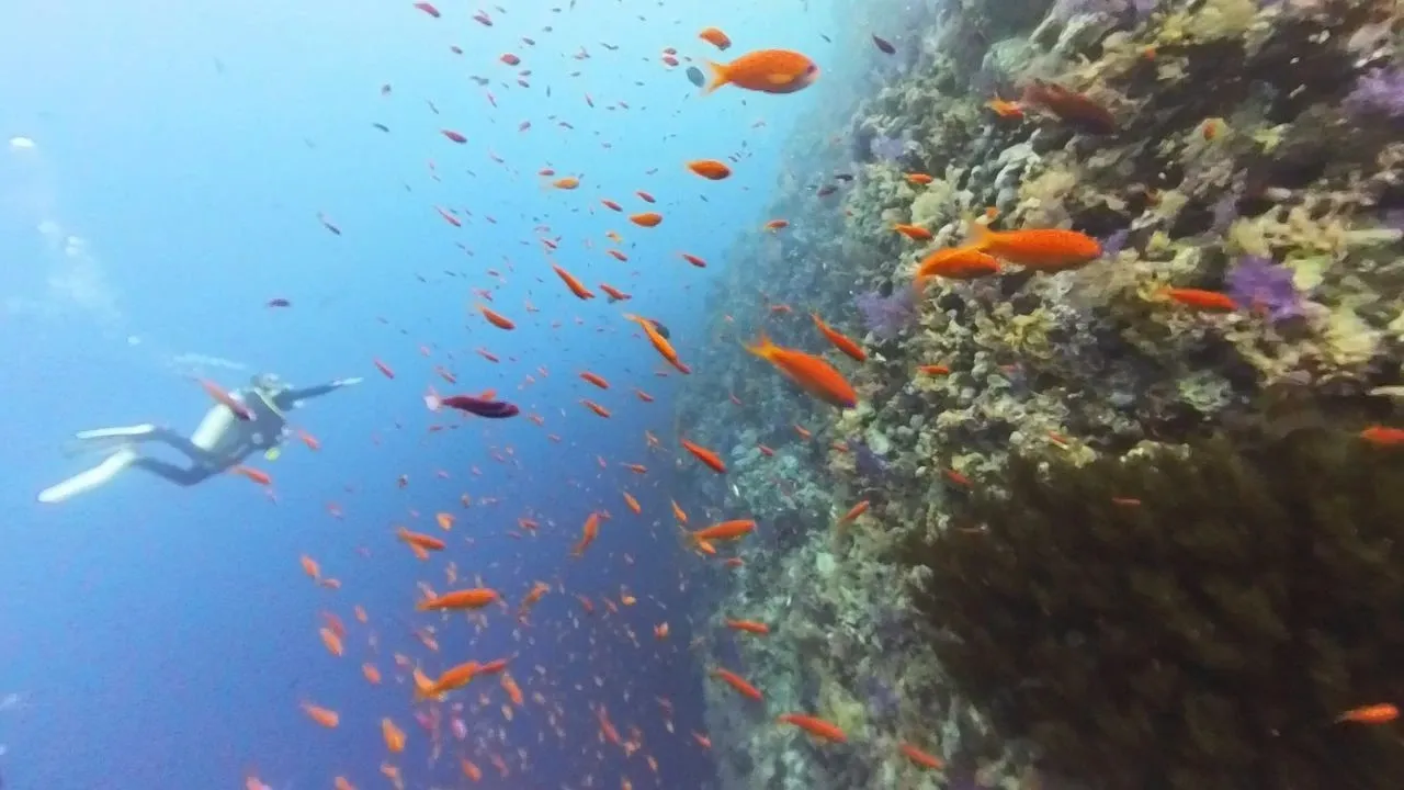 Kızıldeniz B&ouml;lgesi