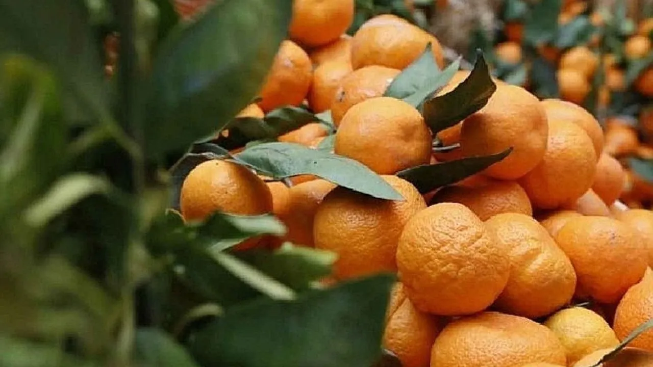 Seferihisar Mandalina Bahçeleri